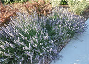 Lavandula angustifolia 'Lavance Purple'