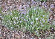 Munstead Dwarf Lavender