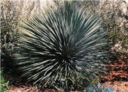 Yucca rostrata