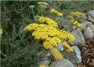 Moonshine Yarrow
