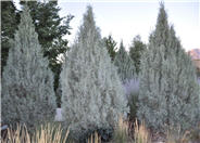 Blue Point Juniper
