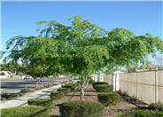 Ulmus parvifolia