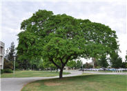 Silk Tree; Mimosa