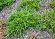 Juniperus sabina 'Buffalo'