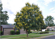 Goldenrain Tree, Varnish Tree