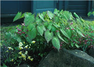 Epimedium x rubrum