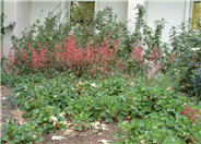 Coral Bells
