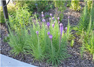 Liatris spicata