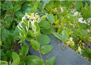 Lonicera japonica 'Halliana'