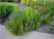 Santolina rosmarinifolia