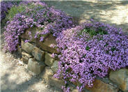 Saponaria ocymoides