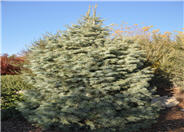 White Fir