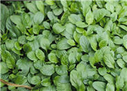 Bugleweed, Carpet Bugle