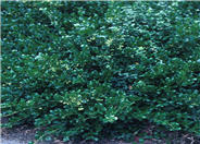 Wintercreeper