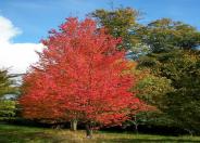 Acer rubrum