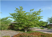 Common Hackberry