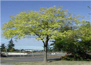 Sophora japonica