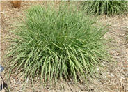 Sideoats Grama