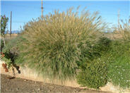 Gracillimus Maiden Grass