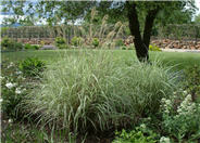 Miscanthus sinensis 'Variegatus'