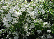 Bridalwreath Spirea