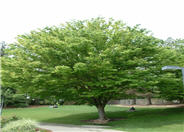 Zelkova serrata