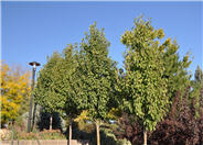 Pyrus calleryana 'Chanticleer'