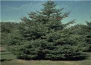 White Spruce