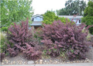 Berberis thunbergii 'Atropurpurea'