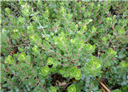 Arctostaphylos uva-ursi