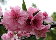 Blireana Plum