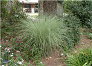 Miscanthus sinensis 'Morning Light'