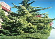 Hollywood Juniper