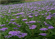 Caryopteris x clandonensis