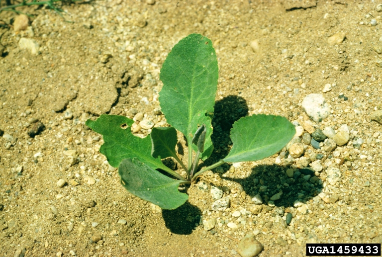 Weed photo of: Lepidium latifolium