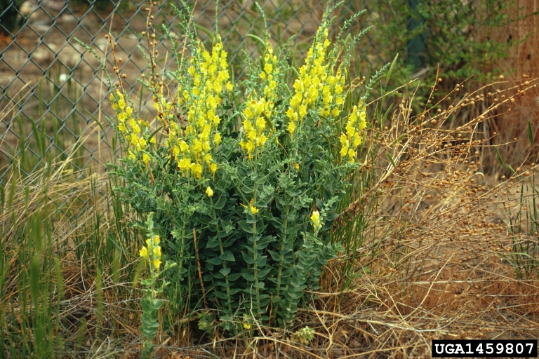 Linaria genistifolia ssp.