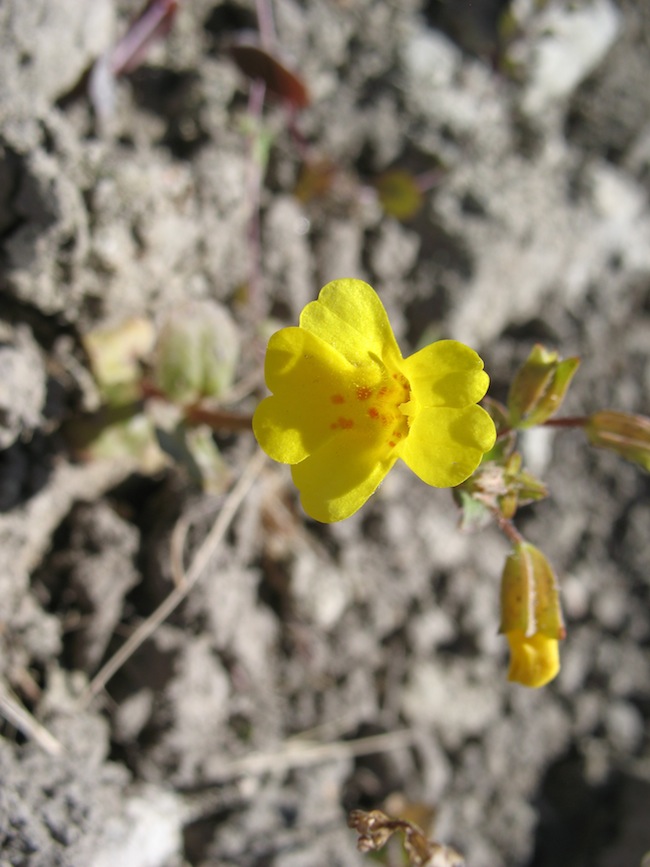 Weed photo of: Linaria genistifolia ssp.