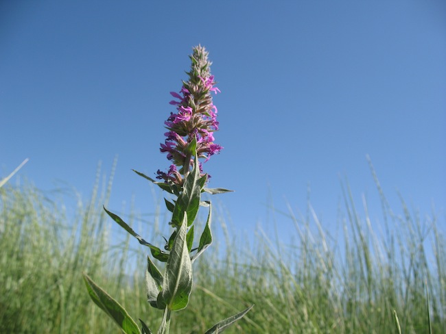 Weed photo of: Lythrum salicaria