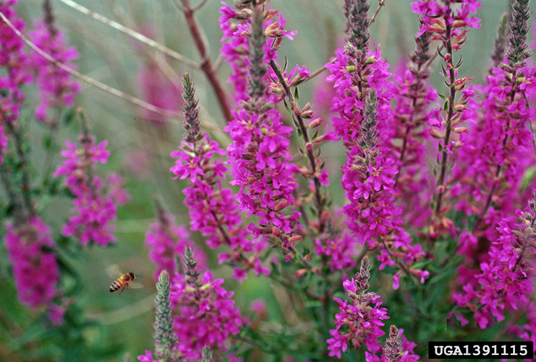 Weed photo of: Lythrum salicaria