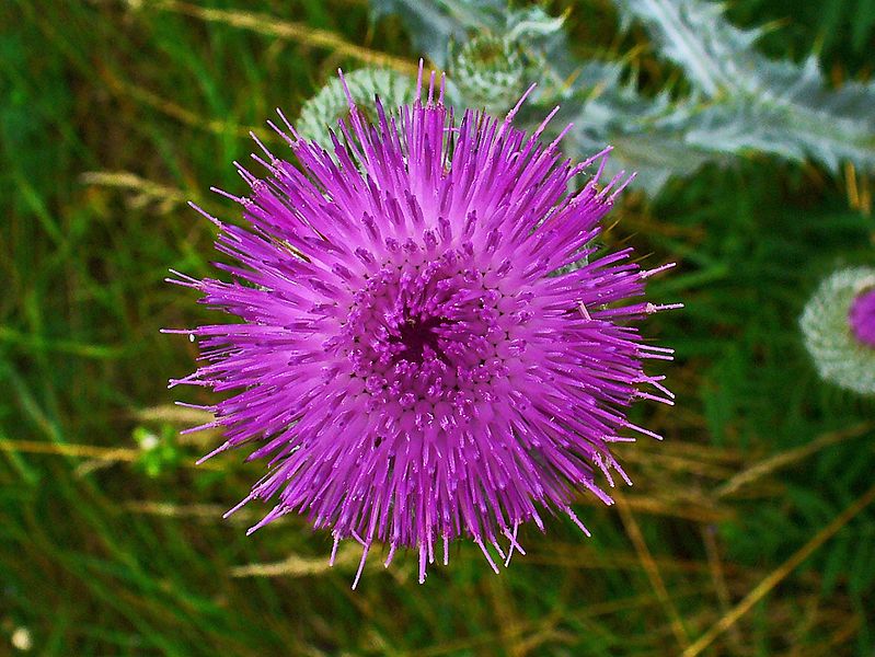 Weed photo of: Onopordum acanthium