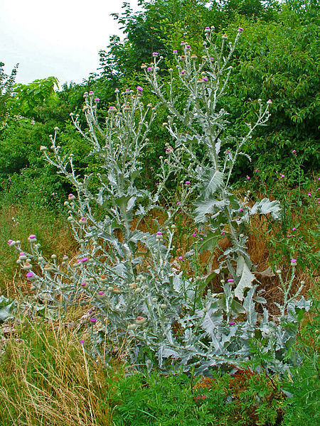 Weed photo of: Onopordum acanthium