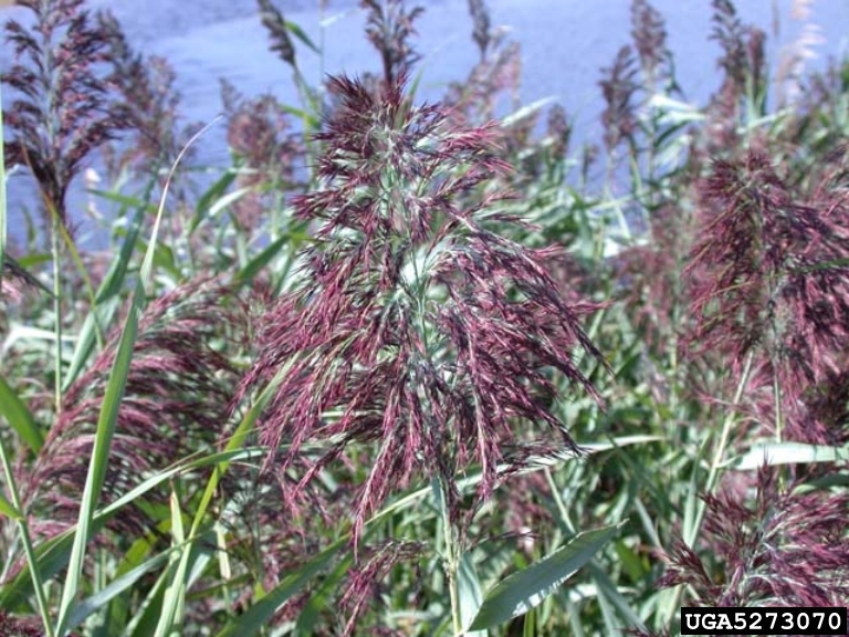 Phragmites australis