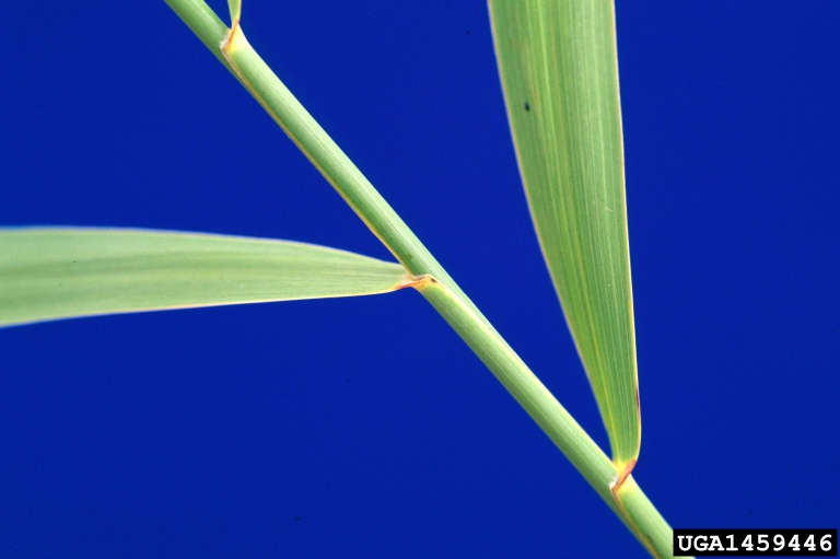 Weed photo of: Phragmites australis