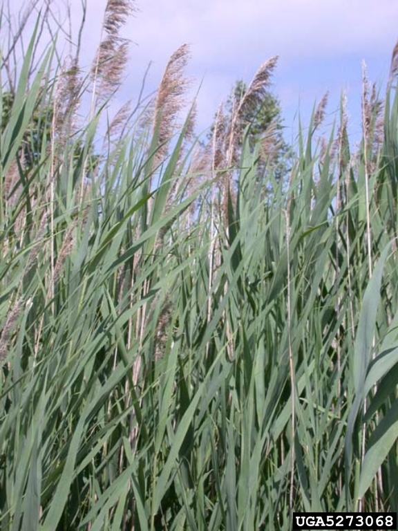Weed photo of: Phragmites australis