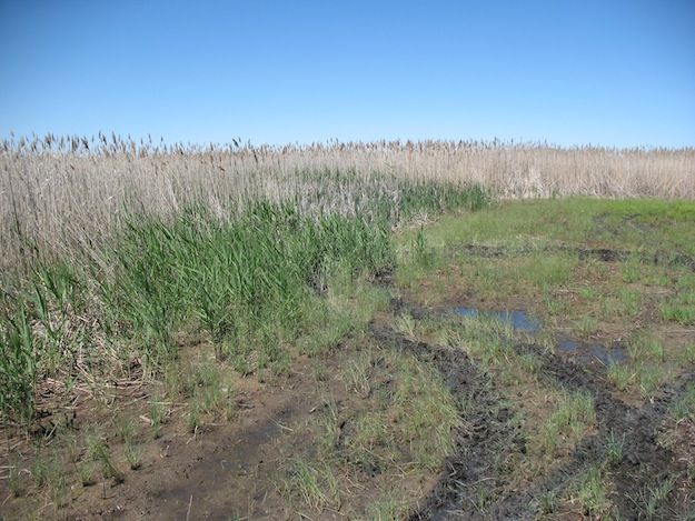 Weed photo of: Phragmites australis