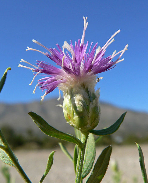 Rhaponticum repens
