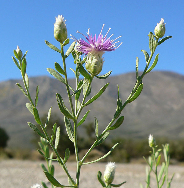 Weed photo of: Rhaponticum repens
