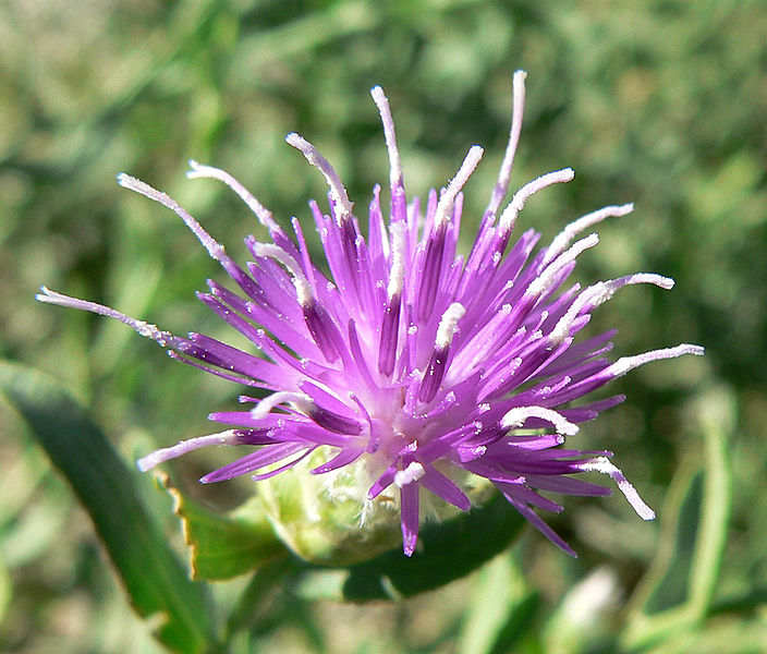 Weed photo of: Rhaponticum repens