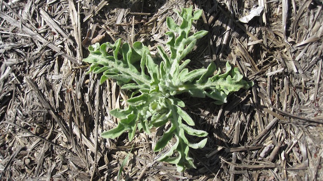 Weed photo of: Rhaponticum repens