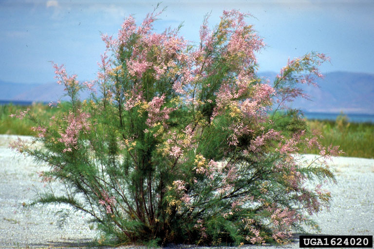 Tamarix spp.